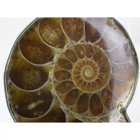 Amolita fosil, perla - prívesok